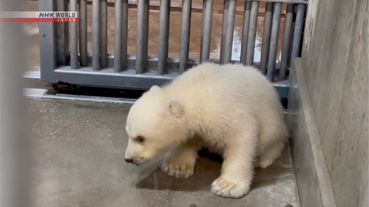 Anak Beruang Kutub yang Lahir Desember Lalu Diperkenalkan ke Media di Akuarium Jepang