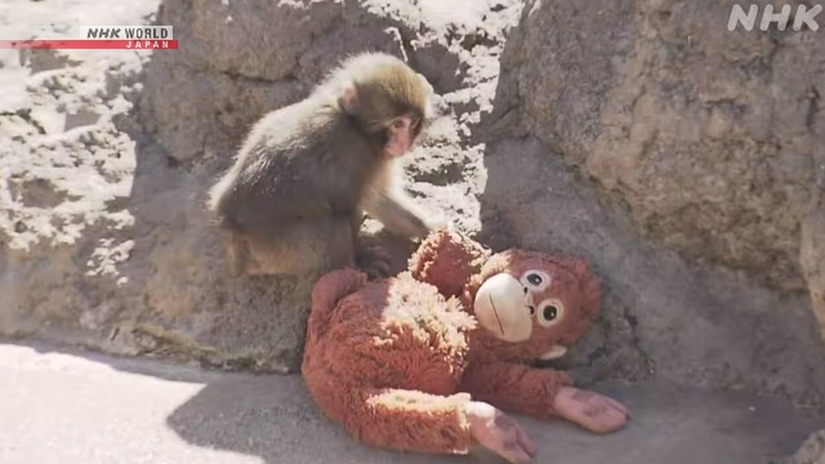 Bayi Monyet Bernama Punch Jadi Primadona Baru di Kebun Binatang Jepang