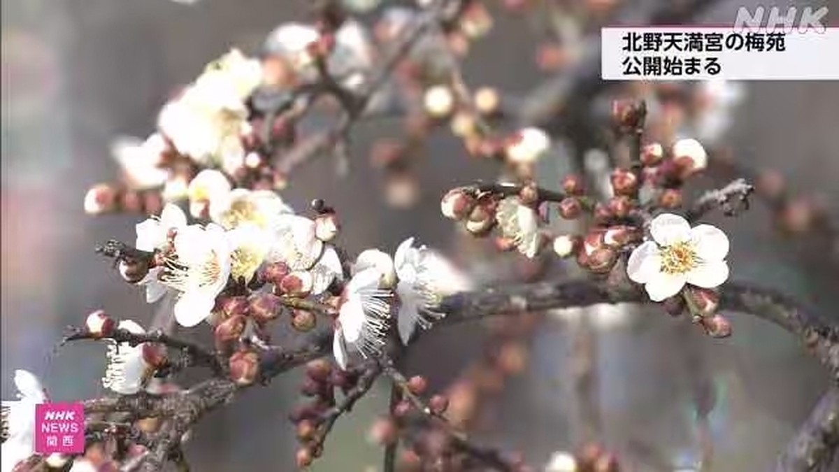 Ribuan Bunga Plum Mekar di Kyoto, Kuil Kitano Tenmangu Dihiasi Kristal