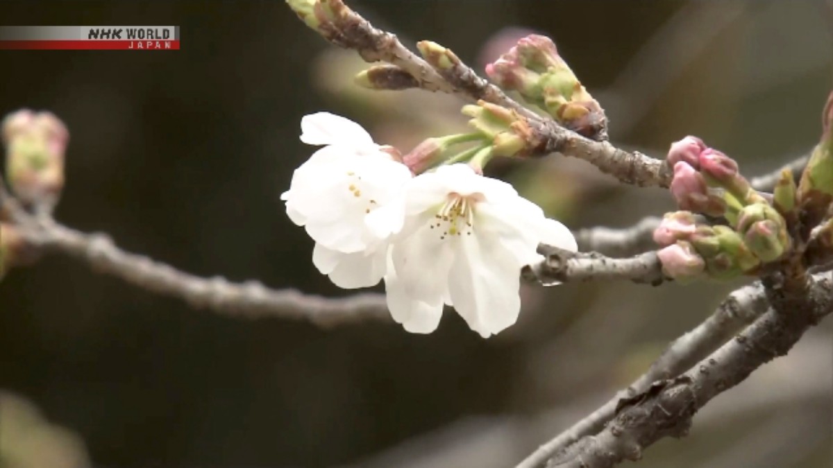 Bunga Sakura Mulai Mekar di Tokyo, Lebih Cepat dari Biasanya