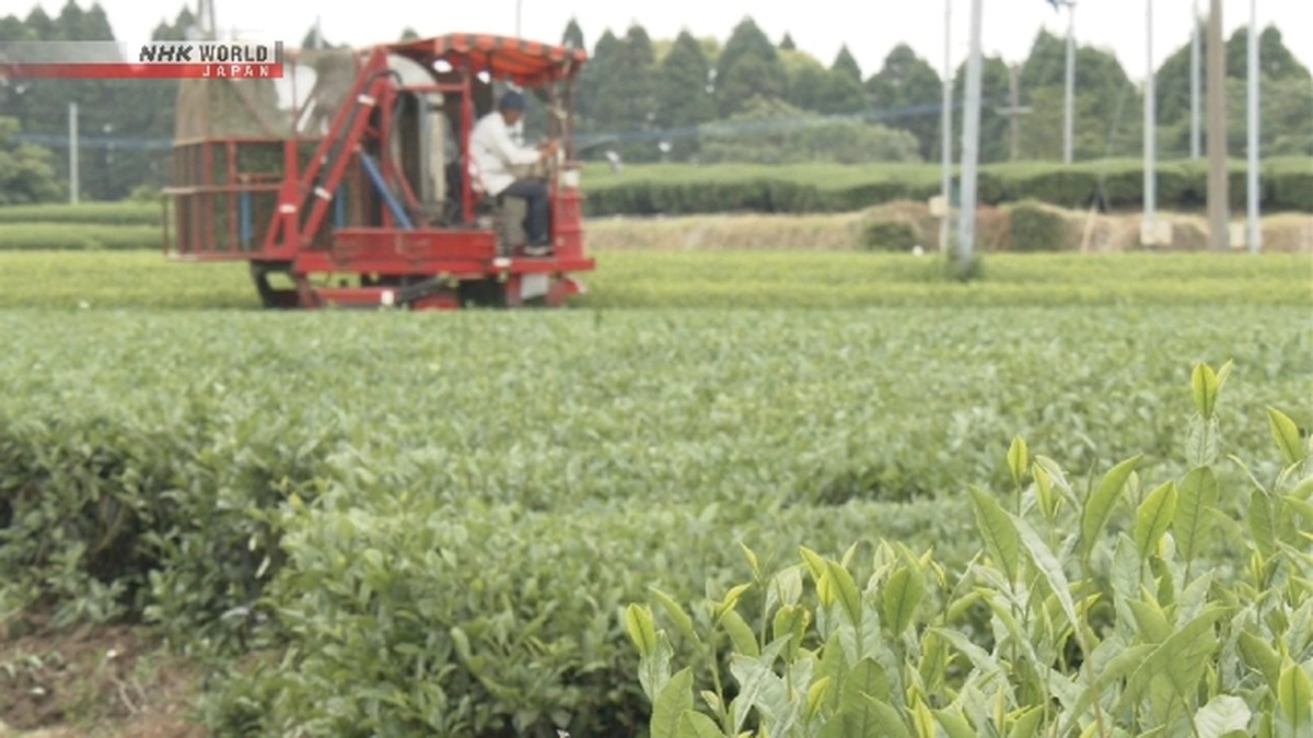 Ekspor Pangan Jepang Pecah Rekor, Tapi Meleset dari Target