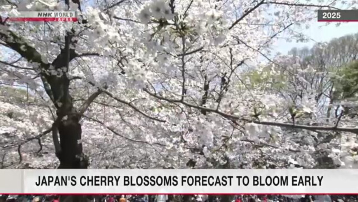 Festival Sakura Dekat Tokyo Dibatalkan karena Overtourism