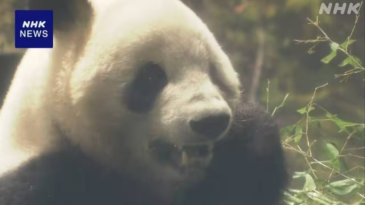 Selamat Tinggal Xiao Xiao & Lei Lei! Ribuan Warga Tokyo Padati Kebun Binatang Ueno
