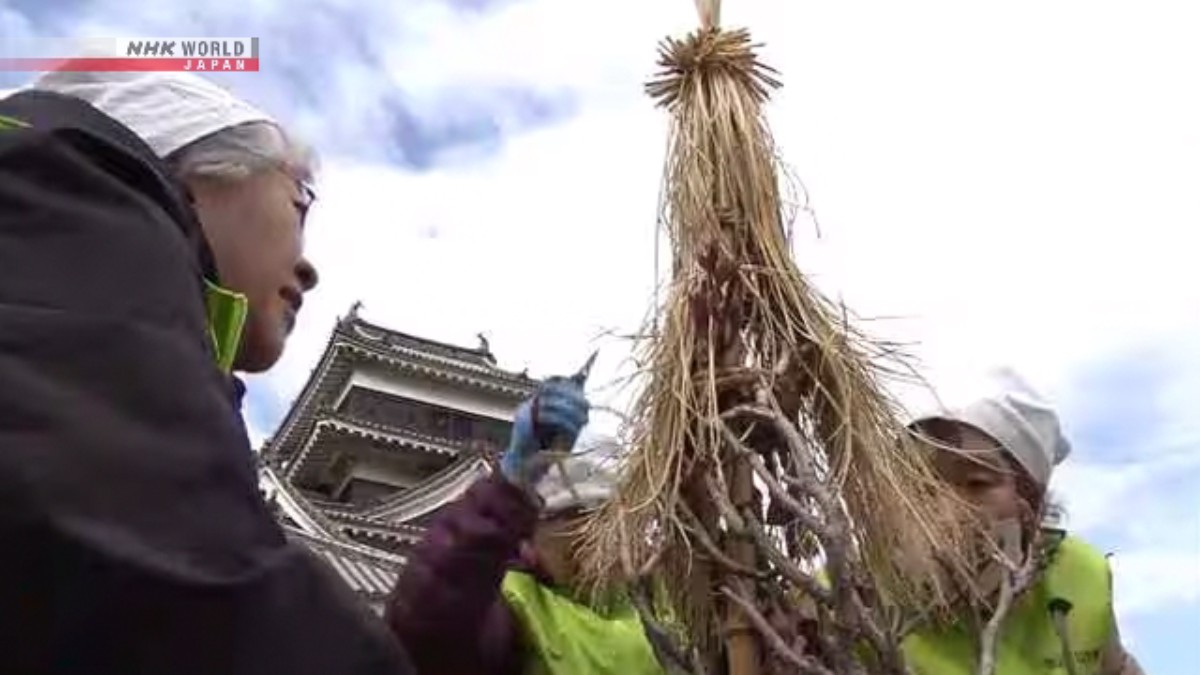 Penutup Jerami Pelindung Pohon Dilepas di Kastel Matsumoto Sambut Musim Semi