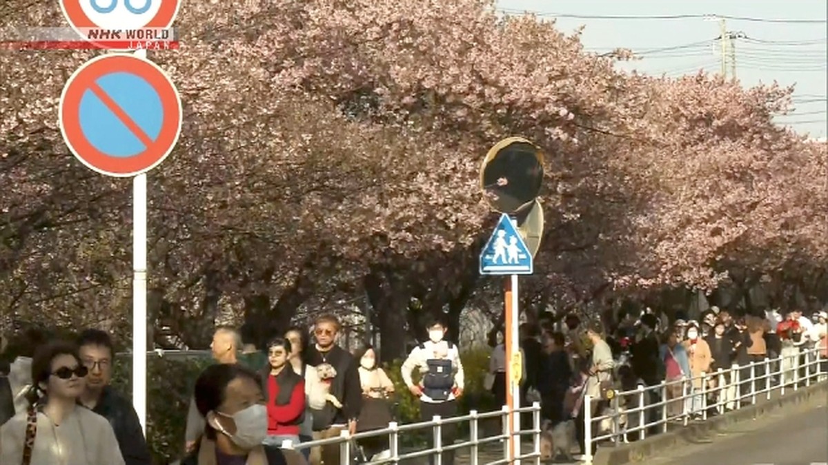 Tokyo Dilanda Cuaca Hangat tak Biasa, Suhu Capai 25 Derajat di Bulan Februari!